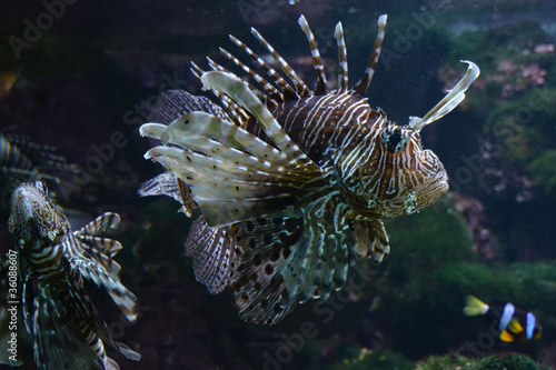Foto: Rotfeuerfisch Rotfeuerfisch