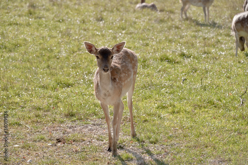 Foto: Rehe Rehe