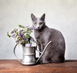 Stilleben mit Katze