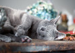 Katze auf Tisch