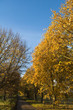 Country Lane in Autumn Country Lane in Autumn