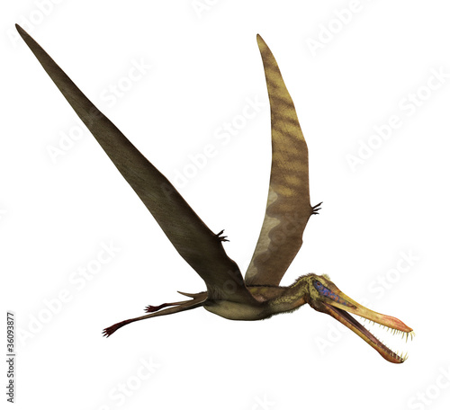 Illustration: Anhanguera Dinosaur in Flight Anhanguera Dinosaur in Flight