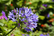Bel fiore viola su sfondo verde Bel fiore viola su sfondo verde