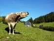 brüllende Kuh
