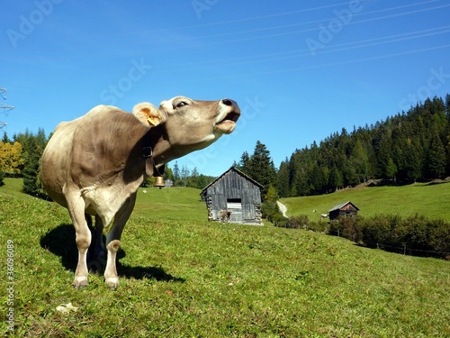 Photo: brüllende Kuh brüllende Kuh