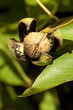 walnut blossom