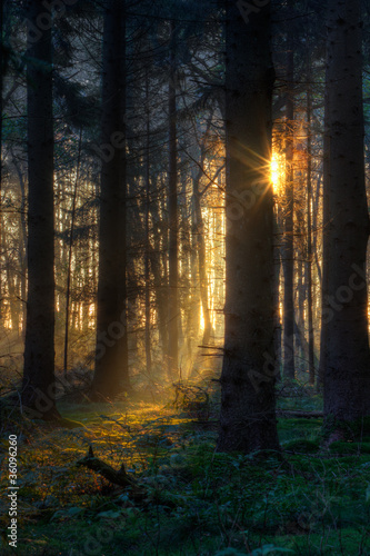 Photo: First sunlight in dark forest First sunlight in dark forest