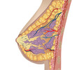 Anatomy of the breast. Vector