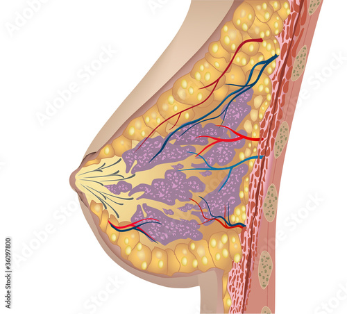 Vektor: Anatomy of the breast. Vector Anatomy of the breast. Vector