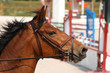 Photo: portrait cheval portrait cheval