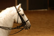 Photo: cheval de dressage cheval de dressage