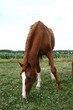 Photo: Cheval au pré Cheval au pré