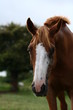 Photo: cheval alezan cheval alezan