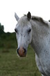 Photo: poney gris poney gris
