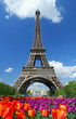 Tour Eiffel, parigi Tour Eiffel, parigi