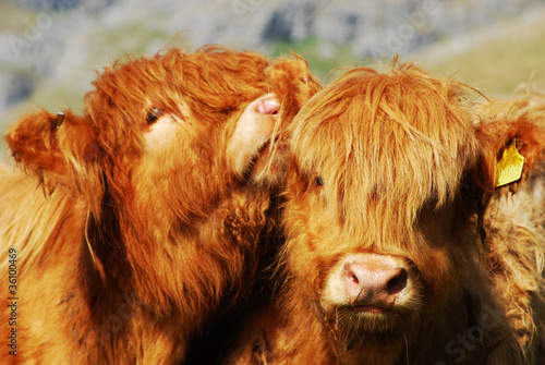 Photo: Farm cows Farm cows