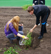 planting of trees planting of trees