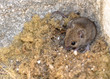 petit mulot rongeur