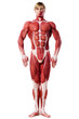 muscle man front view