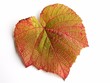 Freigestelltes Weinblatt