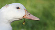 Ente 01