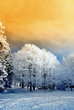 orange sky over mystycal pine covered by snow orange sky over mystycal pine covered by snow