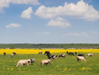 Herd of cows on field