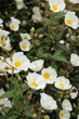 Ciste à feuille de laurier (Cistus laurifolius)