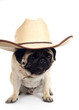 pug in hat