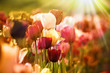 tulpen in frühlingssonne