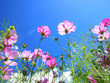 Foto: 晴れた日のお花畑 晴れた日のお花畑