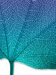 feuille bleue