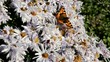 Schmetterling Sonnenbad