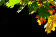 Blätter im Herbst