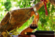 .Jamon of spain and red wine.
