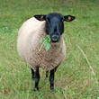 Hausschaf - Ovis orientalis aries