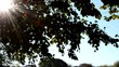 Sonnenschwenk Lang