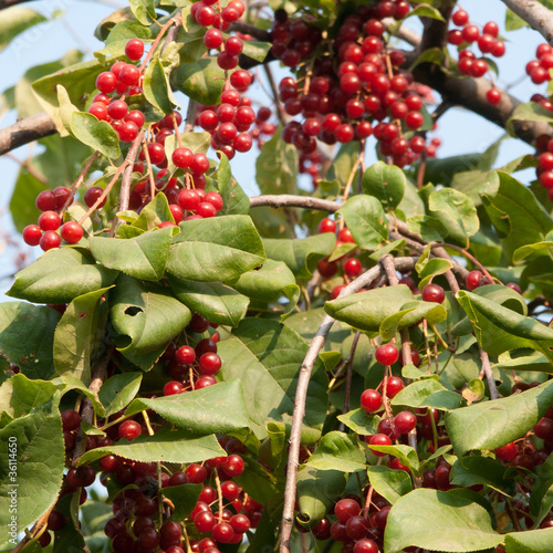 Foto: Viburnum Viburnum