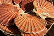 coquilles saint-jacques