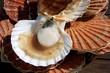 coquilles saint-jacques