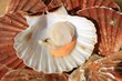 coquille saint jacques