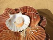 coquilles saint jacques