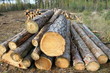 Pine logs