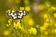 Foto: Schmetterling Schmetterling