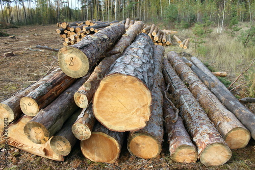 Photo: Pine logs Pine logs