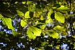Fagus sylvatica im Gegenlicht