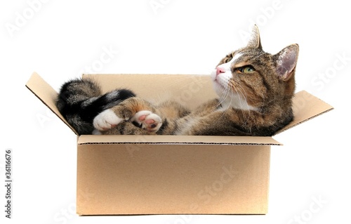Photo: kleine Katze im Pappkarton kleine Katze im Pappkarton