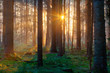 First sunlight on moss and ferns in a dark pine forest First sunlight on moss and ferns in a dark pine forest