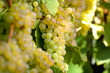 White Bunch of Grapes
