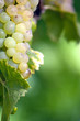 White Bunch of Grapes